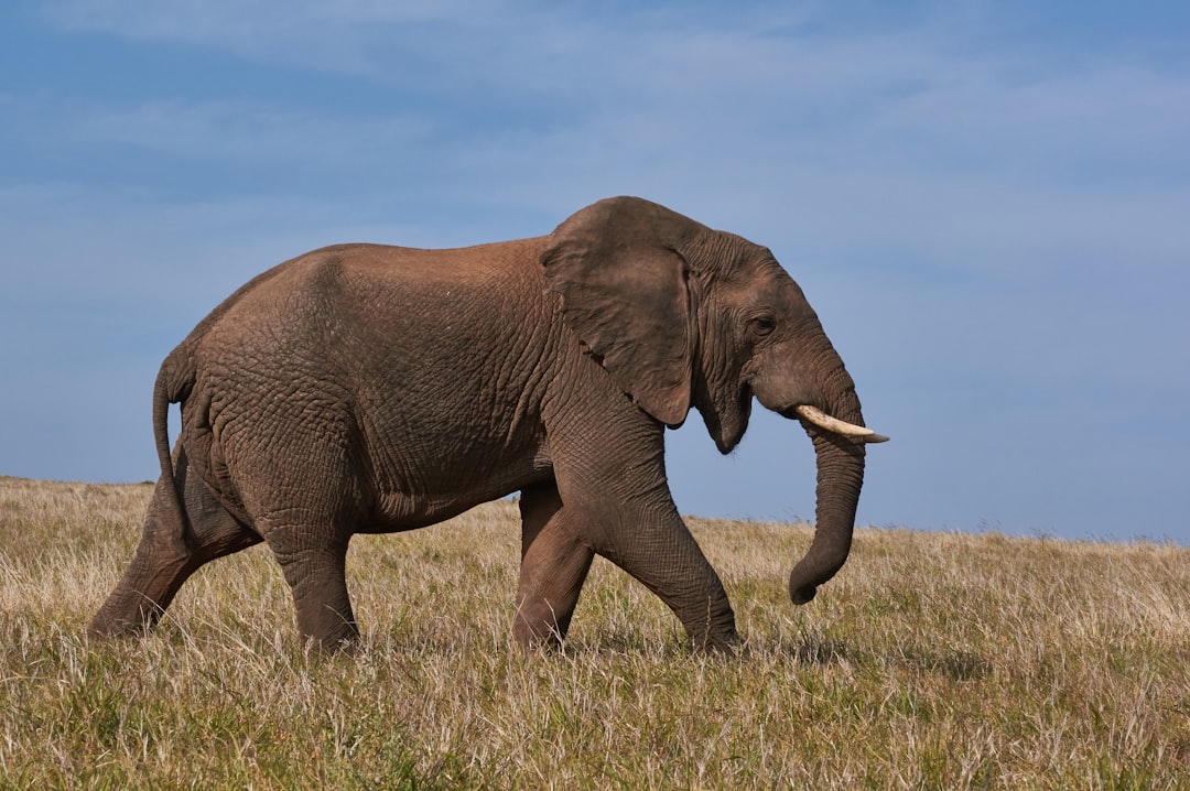 Afrikansk elefant på grön savann, foto av Wolfgang Hasselmann