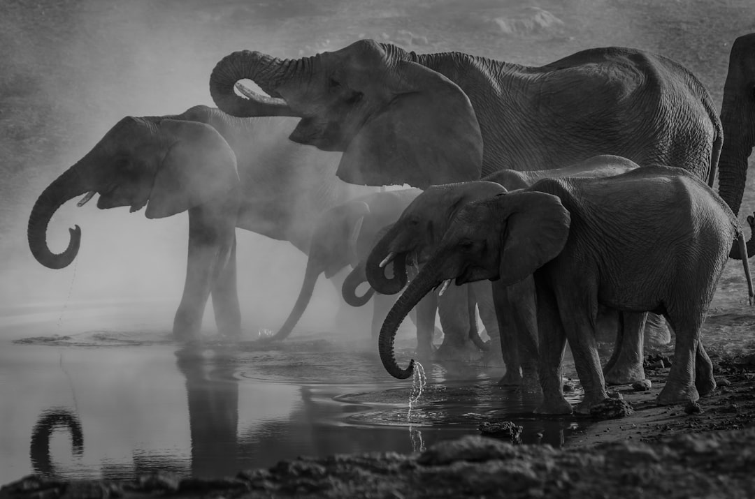 Elefanter vid vattenhålet i Afrika, foto av Richard Jacobs