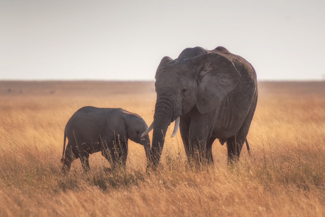 Elefantmamma och baby i Serengeti, foto av Hu Chen